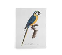 Artery8 Blue & Yellow Macaw Parrot Levaillant Canvas Wall Art Print in White | Size: W24" x H32" Artery8 White W24" x H32"