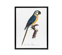 Artery8 Blue & Yellow Macaw Parrot Levaillant Framed Canvas Wall Art Print in White | Size: W18" x H24" Artery8 White W18" x H24"