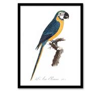 Artery8 Blue & Yellow Macaw Parrot Levaillant Framed Wall Art Print in White | Size: A4 Artery8 White A4