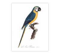 Artery8 Blue & Yellow Macaw Parrot Levaillant Wall Art Poster Print in White | Size: W12" x H16" Artery8 White W12" x H16"