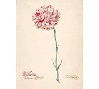 Artery8 Blyhooft Carnation Hollandia Liberata Flower Painting Extra Large XL Wall Art Poster Print