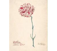 Artery8 Blyhooft Carnation Hollandia Liberata Flower Painting Unframed Wall Art Print Poster Home Decor Premium