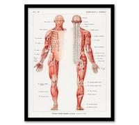 Artery8 Boissiere Framed Wall Art Human Nervous System Vintage Illustration in White | Size: A3 Artery8 White A3