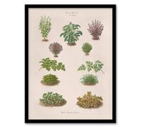 Artery8 Botanical Bushes Varieties Ernst Benary Framed Wall Art Print in White | Size: A4 Artery8 White A4