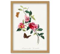 Artery8 Bougainvillea Pretty Pink Floral Vine Bloom with Butterflies Vintage Illustration Artwork Framed Wall Art Print A4 in Light Oak Artery8 Light Oak
