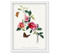 Wee Blue Coo Bougainvillea Pretty Pink Floral Vine Bloom with Butterflies Vintage Illustration Artwork Framed Wall Art Print A4