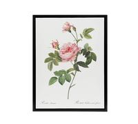 Artery8 Boursault Rose Floral Redoute Vintage Black Framed Canvas Wall Art in White | Size: W18" x H24" Artery8 White W18" x H24"