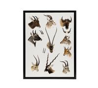 Artery8 Bovidae Animals Vintage Illustration Lydekker Framed Canvas Wall Art in White | Size: W12" x H16" Artery8 White W12" x H16"