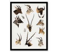 Artery8 Bovidae Animals Vintage Illustration Lydekker Framed Wall Art Print A4