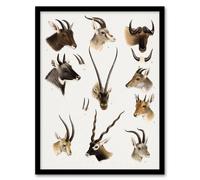 Artery8 Bovidae Animals Vintage Illustration Lydekker Framed Wall Art Print in White | Size: A3 Artery8 White A3