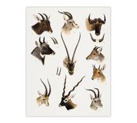 Artery8 Bovidae Animals Vintage Illustration Lydekker Wall Art Poster Print in White | Size: W18" x H24" Artery8 White W18" x H24"