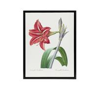 Artery8 Brazilian Amaryllis Flower Redoute Black Framed Canvas Wall Art in White | Size: W24" x H32" Artery8 White W24" x H32"