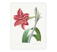 Artery8 Brazilian Amaryllis Flower XL Extra Large Wall Art Poster Print 24X32 Artwork By Redoute : Festive Bloom Image Enriching Rooms With Deep Tone And Refined Decorative Warmth