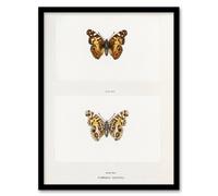 Artery8 Brazilian Lady Vintage Butterfly Artwork Denton Framed Wall Art Print in White | Size: W12" x H16" Artery8 White W12" x H16"
