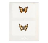 Artery8 Brazilian Lady Vintage Butterfly Artwork Denton Wall Art Poster Print in White | Size: W24" x H32" Artery8 White W24" x H32"