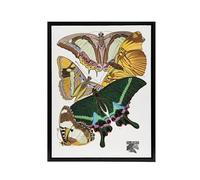 Artery8 Bright Vintage Butterflies Papillons Framed Canvas Wall Art Print : Artwork Eugene Seguy 24x32 Delightful insect illustration full of movement, perfect for nature-themed or creative rooms