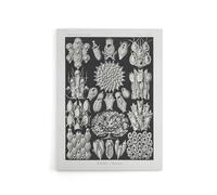 Artery8 Bryozoa Aquatic invertebrates Canvas Wall Art Print 24X32 Artwork By Haeckel : Aquatic Invertebrate Artwork Suited For Office Or Hallway Adding Natural Science And Fine Structure