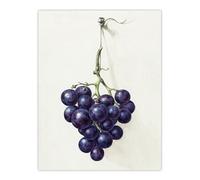 Artery8 Bunch of Blue Grapes Oil Large Wall Art Poster Print 18X24 Inch Artwork By Jean Bernard : Still Life Grape Painting Perfect For Kitchen Or Dining Area Adding Colour Realism And Warmth
