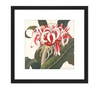 Artery8 Bury Havell Giant Spider Lily Queen Emma Flower 8X8 Inch Square Wooden Framed Wall Art Print Picture with Mount in Black Artery8 Black