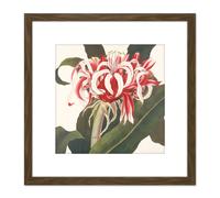 Artery8 Bury Havell Giant Spider Lily Queen Emma Flower 8X8 Inch Square Wooden Framed Wall Art Print Picture with Mount in Brown Artery8 Brown