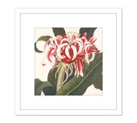 Artery8 Bury Havell Giant Spider Lily Queen Emma Flower 8X8 Inch Square Wooden Framed Wall Art Print Picture with Mount in White Artery8 White
