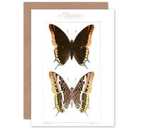 Artery8 Butterflies Black & Brown Pattern Greetings Card in White Artery8 White