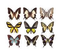 Artery8 Butterflies Butterfly Collection Various Colourful Types Nine Large Wall Art Poster Print Thick Paper 18X24 Inch