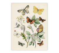 Artery8 Butterflies Moths Caterpillars Kirby Vintage Wall Art Poster Print 12X16"