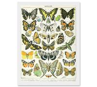 Artery8 Butterflies Moths Lepidopterists A4 Artwork Framed Wall Art Print