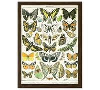 Artery8 Butterflies Moths Lepidopterists A4 Artwork Framed Wall Art Print