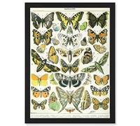 Artery8 Butterflies Moths Lepidopterists A4 Artwork Framed Wall Art Print