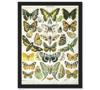 Artery8 Butterflies Moths Lepidopterists A4 Artwork Framed Wall Art Print