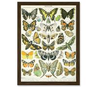 Artery8 Butterflies Moths Lepidopterists A4 Artwork Framed Wall Art Print