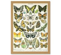 Artery8 Butterflies Moths Lepidopterists A4 Artwork Framed Wall Art Print