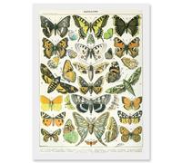 Artery8 Butterflies Moths Lepidopterists A4 Artwork Framed Wall Art Print