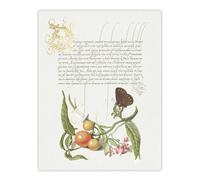 Artery8 Butterfly Cherries & Milkwort Calligraphy Wall Art Poster Print in White | Size: W12" x H16" Artery8 White W12" x H16"