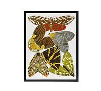 Artery8 Butterfly Illustration Framed Canvas Wall Art Print Vintage : by Eugene Seguy 18x24 Detailed entomological Picture for collectors subtle statement for office gallery or modern living room