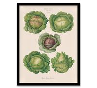 Artery8 Cabbages Botanical Kitchen Ernst Benary Framed Wall Art Print in White | Size: W12" x H16" Artery8 White W12" x H16"