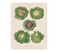 Artery8 Cabbages Botanical Kitchen Ernst Benary Wall Art Poster Print 12X16"