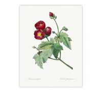 Artery8 Callirhoe Poppy Mallow Flower XL Extra Large Wall Art Poster Print 24X32 Artwork By Redoute : Graceful Wildflower Print Adding Warmth And Charm To Tranquil Bedroom Or Hall