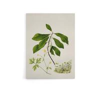 Artery8 Caltha New Zealand Marsh Marigold Plant By Sarah Featon 24X32 Canvas Wall Art Print : Botanical study of native flora celebrating heritage ideal for garden room or hallway