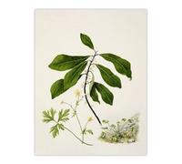 Artery8 Caltha New Zealand Marsh Marigold Plant By Sarah Featon Extra Large XL Wall Art Print 24X32 : Botanical study of native flora celebrating heritage ideal for garden room or hallway