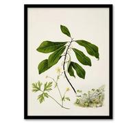 Artery8 Caltha New Zealand Marsh Marigold Plant By Sarah Featon Framed Wall Art Print 12X16 : Botanical study of native flora celebrating heritage ideal for garden room or hallway