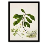 Artery8 Caltha New Zealand Marsh Marigold Plant Featon Framed Wall Art Print | Size: A4 Artery8 Multicolor A4