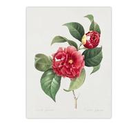 Artery8 Camelia Floral Illustration Large Wall Art Poster Print 18X24 Inch Artwork By Redoute : Classic Camellia Piece Introducing Soft Curves And Quiet Balance To Bedroom Wall