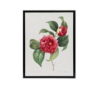 Artery8 Camelia Floral Illustration Redoute Black Framed Canvas Wall Art in White | Size: W24" x H32" Artery8 White W24" x H32"