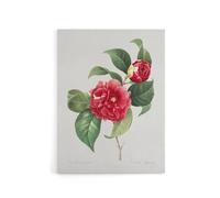 Artery8 Camelia Floral Illustration Redoute Vintage Canvas Wall Art in White | Size: W12" x H16" Artery8 White W12" x H16"