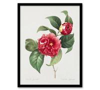 Artery8 Camelia Floral Illustration Redoute Vintage Framed Wall Art Print in White | Size: W12" x H16" Artery8 White W12" x H16"