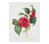 Artery8 Camelia Floral Illustration Redoute Vintage Wall Art Print Poster in White | Size: W24" x H32" Artery8 White W24" x H32"