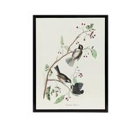 Artery8 Canadian Titmouse Bird Audubon Nature Black Framed Canvas Wall Art in White | Size: W18" x H24" Artery8 White W18" x H24"
